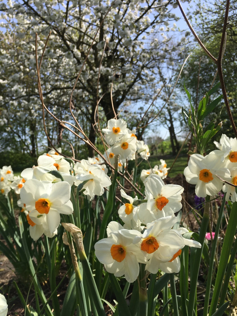 The Daffodil Dilemma in My Wildlife Sanctuary