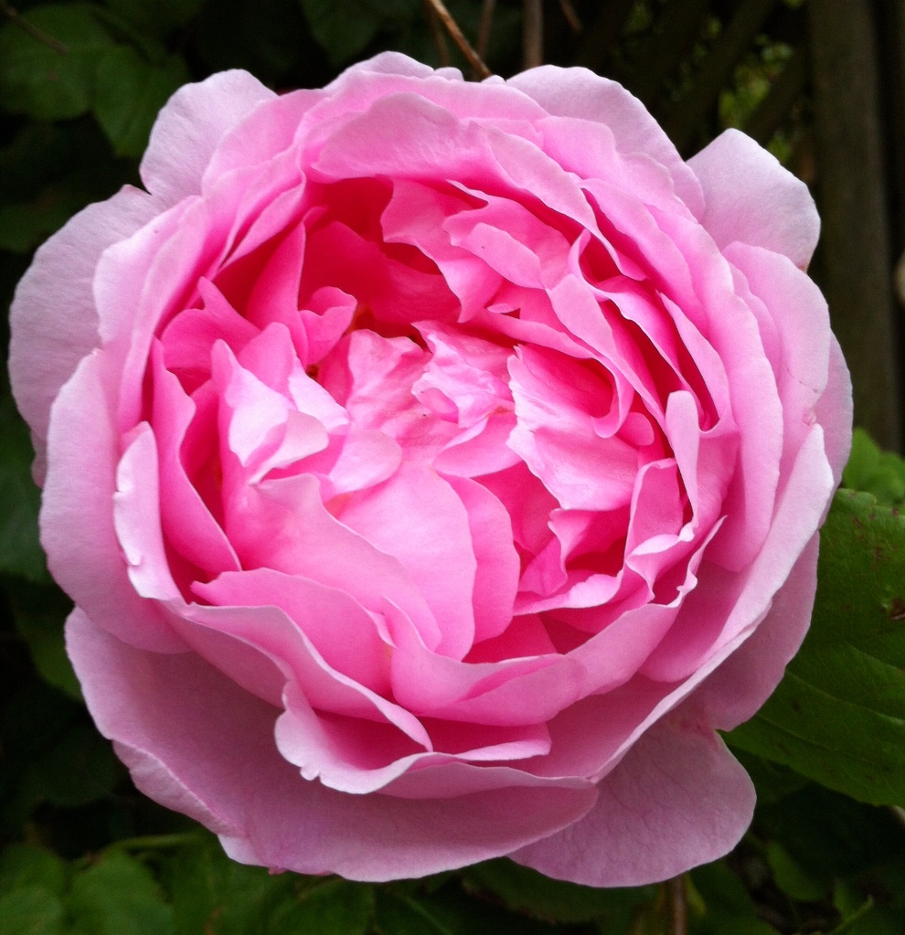 The High-risk, High-reward Heavenly Scented Rose Peony Pink - Article on