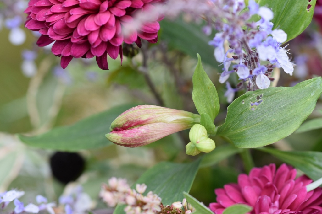 cutflowers | Bramble Garden