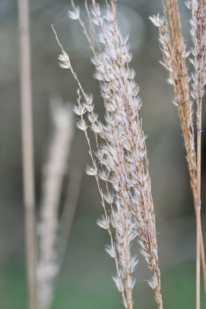 Tasse bébé ours - Prairie Wheat – The Little Spruce Co